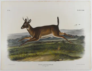 Cerf à longue queue, 1847