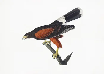 Faucon de Louisiane, tiré de *Birds of America* (1827)