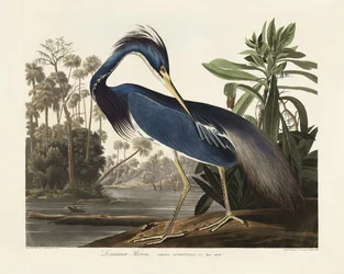 Héron de Louisiane, tiré de *Birds of America* (1827)