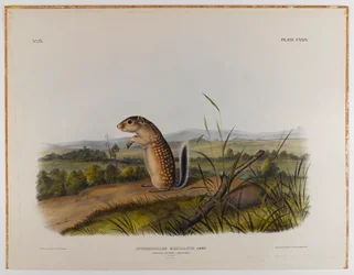 Écureuil marmotte mexicain