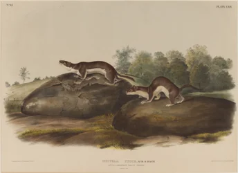 Mustella Fusca
