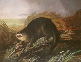 Loutre Prise dans un Piège