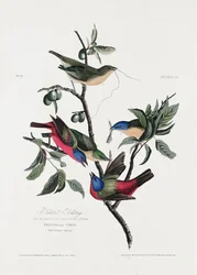 Pinson peint, tiré de *Birds of America* (1827)