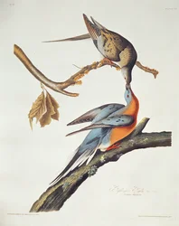 Pigeon migrateur, de 