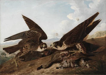 Faucons Pèlerins (Faucons des Canards)