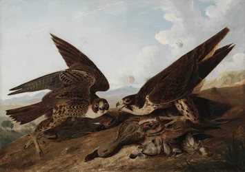 Faucons pèlerins
