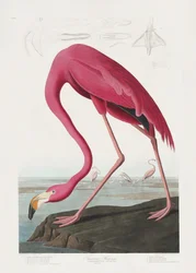 Flamant rose, tiré de *Birds of America* (1827)