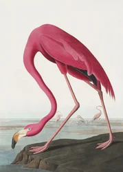 Flamant rose II, tiré de *Birds of America* (1827)