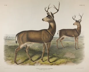 Planche 106. Cervus Richardsonii, Aud & Bach. Cerf à queue noire de Colombie, 1848