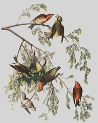 Bec-croisé des sapins, Loxia Curvirostra, de "Les Oiseaux d