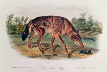 Loup rouge de 