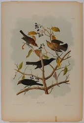Grackle rouillé