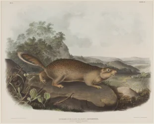 Spermophilus Parry (Écureuil marmotte de Parry)