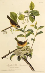 Le Paruline du Maryland. De Les Oiseaux d