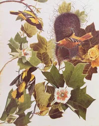 Le Loriot, de Birds of America