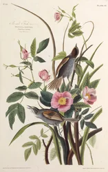 Le pinson de bord de mer. De Les Oiseaux d