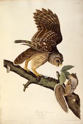 Le hibou barré. De Les Oiseaux d