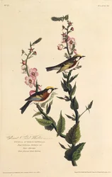 La paruline à flancs marron. De Les Oiseaux d