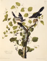 La pie-grièche migratrice. De Les Oiseaux d