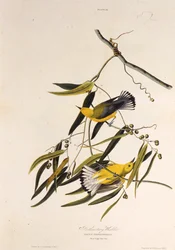 Le paruline orangée. De Les Oiseaux d