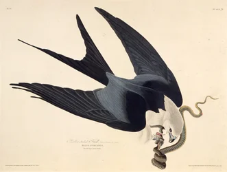 Le milan à queue fourchue. De Les Oiseaux d