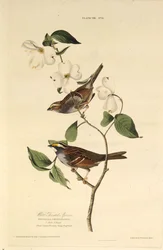 Le bruant à gorge blanche. De Les Oiseaux d