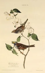 Le bruant à gorge blanche. De Les Oiseaux d