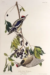 Le pic à ventre jaune. De Les Oiseaux d