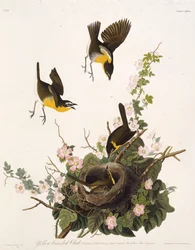 La paruline à poitrine jaune. Extrait de The Birds of America, 1827-1838