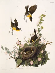 La paruline à poitrine jaune. Extrait de Les Oiseaux d