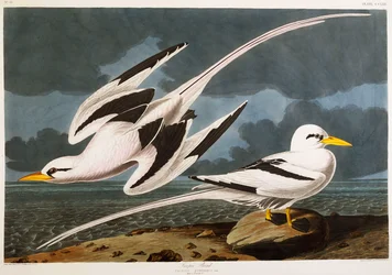 Oiseau tropical