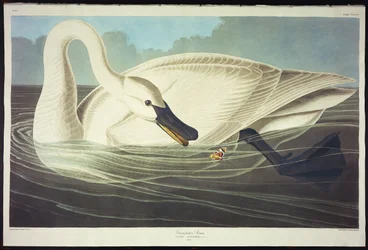 Cygne trompette