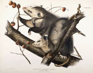 Opossum de Virginie, 1845
