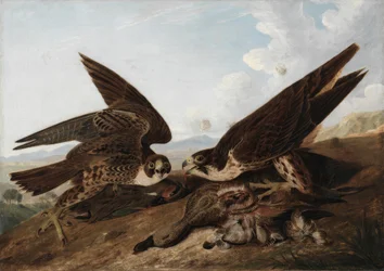 Faucons pèlerins (anatidés)