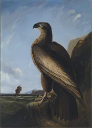 Aigle de mer de Washington