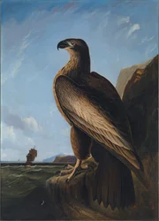 Aigle de mer de Washington