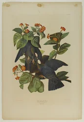 Pigeon à tête blanche, imprimé par Julien Bien et publié par Roe Lockwood & Son, 1861
