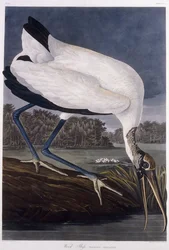 Ibis des bois