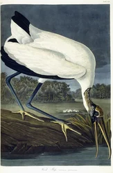 Ibis des bois, 1834