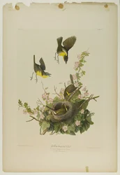 Paruline polyglotte, imprimée par Julien Bien et publiée par Roe Lockwood & Son, 1861