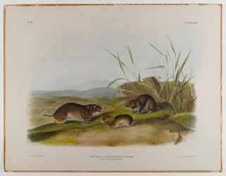 Souris des prés à joues jaunes