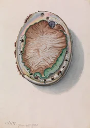Ormeau à lèvres vertes, Haliotis laevigata
