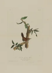 Le Troglodyte à longue queue de Bewick, extrait de Birds of America, gravé par Robert Havell (1793-1878)