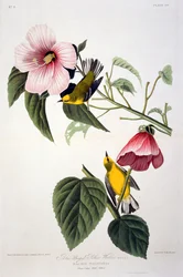 La Paruline à ailes bleues, extrait de Birds of America, gravé par Robert Havell (1793-1878)