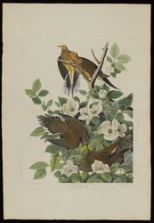 Le Pigeon de Caroline ou Tourterelle, extrait de Birds of America, gravé par Robert Havell (1793-1878)