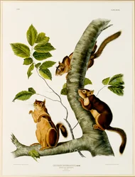 Écureuil de Douglas, du folio Les Quadrupèdes vivipares d