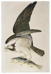 Balbuzard pêcheur, lithographie de Julius Bien (1826-1909), 1860