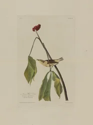 La Grive aquatique de Louisiane, extrait de Birds of America, gravé par Robert Havell (1793-1878)