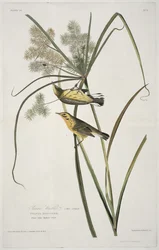 La Paruline des prairies, extrait de Birds of America, gravé par Robert Havell (1793-1878)
