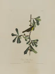 La Paruline de Roscoe, extrait de Birds of America, gravé par Robert Havell (1793-1878)